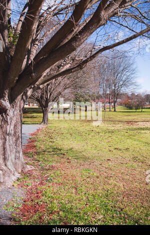 Bunte Szene von einem Baum aus Verzweigungen in einem schönen grünen Park an einem kalten Herbsttag. Stockfoto