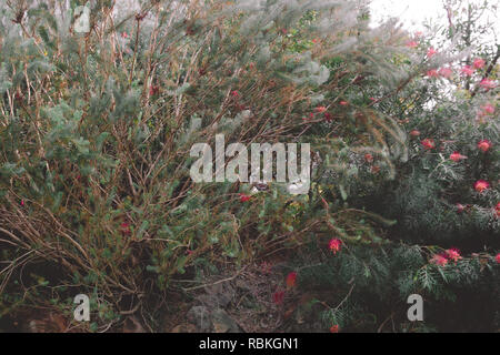 Einheimische australische Flaschenbürste (myrtaceae) Bush mit schönen Farben Rot und Grün. Stockfoto
