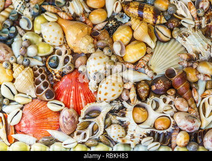 Toten Meer Tiere Trocknen und Muscheln auf Wand Foto Stockfoto