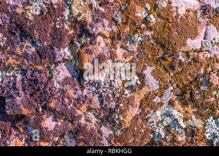 Hintergrund der natürlichen farbigen Hintergrund mit einer rauhen Textur auf die Steine in die Berge. Schimmel und Algen in verschiedenen Farben Stockfoto