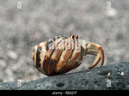 Ecuadorian Hermit Crab (Coenobita compressus) in einer Shell, Insel Floreana, Galapagos, Ecuador Stockfoto