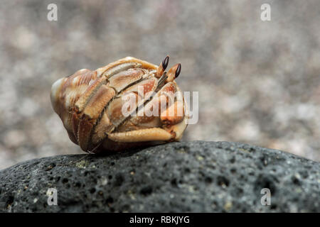 Ecuadorian Hermit Crab (Coenobita compressus) in einer Shell, Insel Floreana, Galapagos, Ecuador Stockfoto