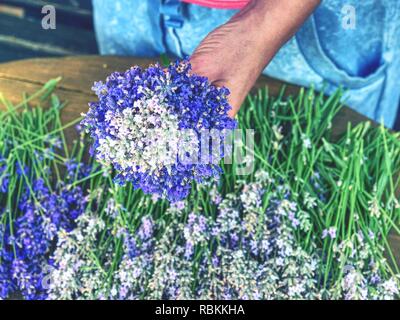 Mädchen Hände mit Schere und string Vorbereitung Lavendelblüten Trauben auf hölzernen Tisch. Stockfoto