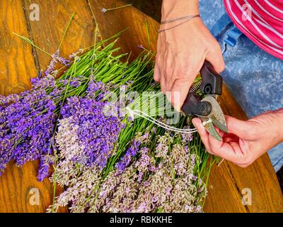 Mädchen Hände mit Schere und string Vorbereitung Lavendelblüten Trauben auf hölzernen Tisch. Stockfoto