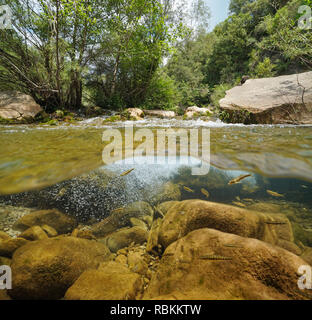 Fluss mit Felsen und Fisch unter Wasser (gemeinsame Minnow), geteilte Ansicht Hälfte oberhalb und unterhalb der Wasseroberfläche, la Muga, Katalonien, Spanien Stockfoto