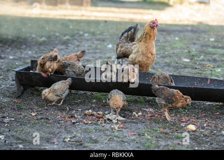 Rote Henne und Küken Essen aus dem Trog Stockfoto