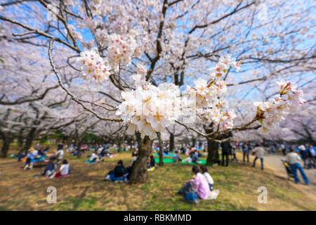 Yoyogi Park (Yoyogi kōen) ist ein Park in Shibuya, Tokio, Japan. Yoyogi Park ist ein beliebtes Ziel für Cherry Blossom anzeigen und Picknicks. Stockfoto