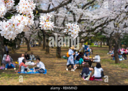 Yoyogi Park (Yoyogi kōen) ist ein Park in Shibuya, Tokio, Japan. Yoyogi Park ist ein beliebtes Ziel für Cherry Blossom anzeigen und Picknicks. Stockfoto