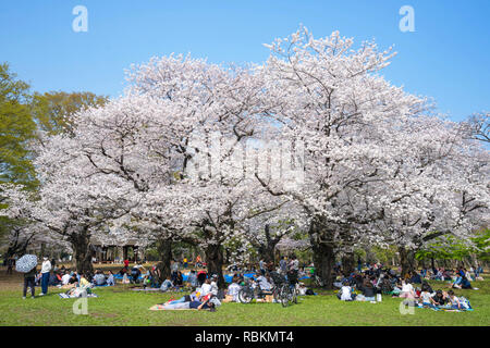 Yoyogi Park (Yoyogi kōen) ist ein Park in Shibuya, Tokio, Japan. Yoyogi Park ist ein beliebtes Ziel für Cherry Blossom anzeigen und Picknicks. Stockfoto