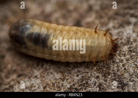 Larven der Borkenkäfer. wenig Woodworm. Larven der Borkenkäfer auf grauem Hintergrund. Stockfoto