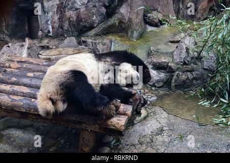 Peking, China. 10 Jan, 2019. Pandas schlafen mit lustigen posiert im Raum zu kalt in Peking, China, am 10. Januar 2019. (Foto durch TPG/CNS) Credit: TopPhoto/Alamy leben Nachrichten Stockfoto