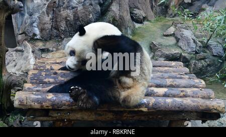 Peking, China. 10 Jan, 2019. Pandas schlafen mit lustigen posiert im Raum zu kalt in Peking, China, am 10. Januar 2019. (Foto durch TPG/CNS) Credit: TopPhoto/Alamy leben Nachrichten Stockfoto