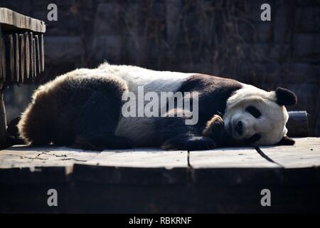 Peking, China. 10 Jan, 2019. Pandas schlafen mit lustigen posiert im Raum zu kalt in Peking, China, am 10. Januar 2019. (Foto durch TPG/CNS) Credit: TopPhoto/Alamy leben Nachrichten Stockfoto