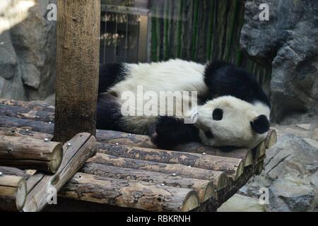 Peking, China. 10 Jan, 2019. Pandas schlafen mit lustigen posiert im Raum zu kalt in Peking, China, am 10. Januar 2019. (Foto durch TPG/CNS) Credit: TopPhoto/Alamy leben Nachrichten Stockfoto