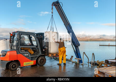 Bantry, West Cork, Irland. 11 Jan, 2019. Die Fischer ihren Fang von Muscheln auf Bantry Quay an einem ungewöhnlich schönen Winter zu entlasten, die Muscheln sind für Frankreich gebunden. Der Tag wird auch weiterhin sonnig bis bewölkt, aber mit Abständen in Höhen von 8 bis 11° Celsius. Credit: Andy Gibson/Alamy Leben Nachrichten. Stockfoto