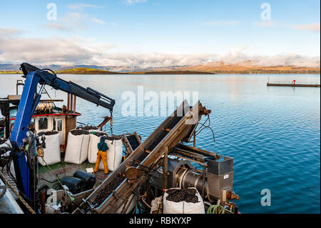 Bantry, West Cork, Irland. 11 Jan, 2019. Die Fischer ihren Fang von Muscheln auf Bantry Quay an einem ungewöhnlich schönen Winter zu entlasten, die Muscheln sind für Frankreich gebunden. Der Tag wird auch weiterhin sonnig bis bewölkt, aber mit Abständen in Höhen von 8 bis 11° Celsius. Credit: Andy Gibson/Alamy Leben Nachrichten. Stockfoto