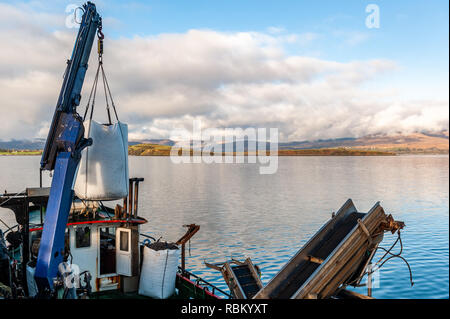 Bantry, West Cork, Irland. 11 Jan, 2019. Die Fischer ihren Fang von Muscheln auf Bantry Quay an einem ungewöhnlich schönen Winter zu entlasten, die Muscheln sind für Frankreich gebunden. Der Tag wird auch weiterhin sonnig bis bewölkt, aber mit Abständen in Höhen von 8 bis 11° Celsius. Credit: Andy Gibson/Alamy Leben Nachrichten. Stockfoto