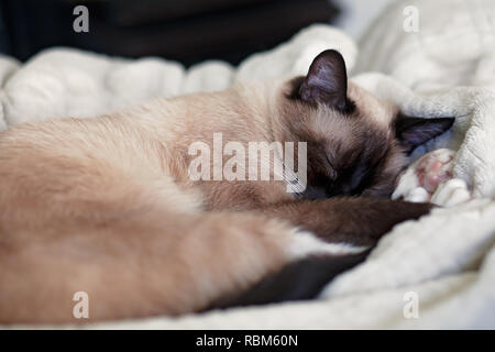 Junge weibliche, Chocolate Point Siamese Cat Schlafen auf einer weißen Decke Stockfoto