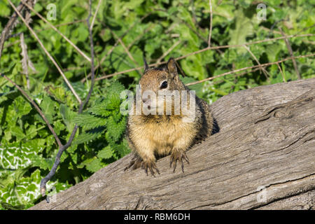 Erdhörnchen mit schlammigen Pfoten, Kalifornien Stockfoto