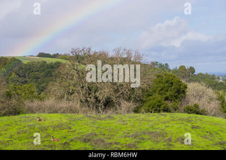 Regenbogen nach einem leichten Regen und Reh ruht auf den Hügeln von Rancho San Antonio County Park, South San Francisco Bay, Kalifornien Stockfoto