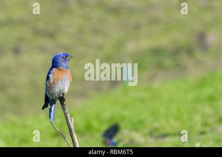 Freundlich westlichen männlichen Bluebird, Kalifornien Stockfoto
