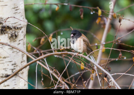 Dark Eyed Junco (Junco Hyemalis) ruht auf einem Ast in eine Birke, Kalifornien; selektive Fokus, geringe Tiefenschärfe Stockfoto