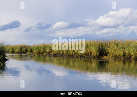 Tule Schilf in einem Salt Pond an einem bewölkten Tag reflektiert, Don Edwards Wildlife Refuge, South San Francisco Bay, Alviso, San Jose, Kalifornien Stockfoto