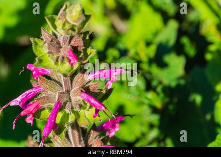 Hummingbird Salbei (Salvia spathacea) Blumen, Kalifornien Stockfoto