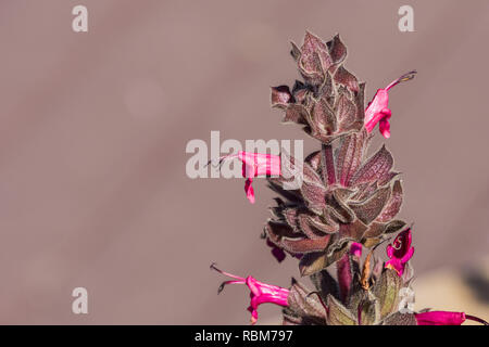 Hummingbird Salbei (Salvia spathacea) Blumen, Kalifornien Stockfoto