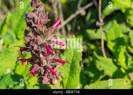 Hummingbird Salbei (Salvia spathacea) Blumen, Kalifornien Stockfoto