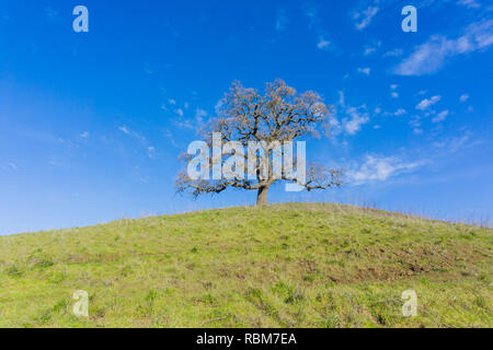 Ein einsames Tal Eiche Baum auf einem Hügel, Coyote See - Harvey Bärenpark, Morgan Hill, Kalifornien Stockfoto