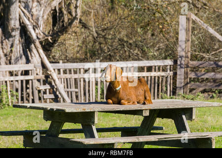 Ziege sitzen auf einem Picknicktisch, Wilder Ranch State Park, Kalifornien Stockfoto