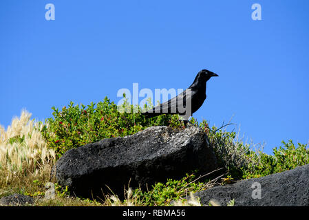 Australische Vogel, schwarze Krähe thront auf Felsen bereit für Weg mit blauer Himmel, Victoria Australien Stockfoto