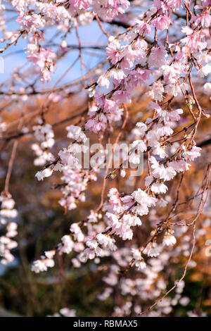 Autumnalis oder Autumunalis Makino Makino oder Winter flowering cherry Blossom auf Dezember 2018 in Kenrokuen Park in Kanasawa, Japan. Stockfoto