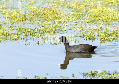 Eine amerikanische Blässhuhn, auch als Schlamm-hennen, ein Vogel aus der Familie der Indopazifischen Erdtauben Futtersuche, für Essen in Sumpfgebiet Wasser mit frischen grünen Pflanzen bekannt. Stockfoto