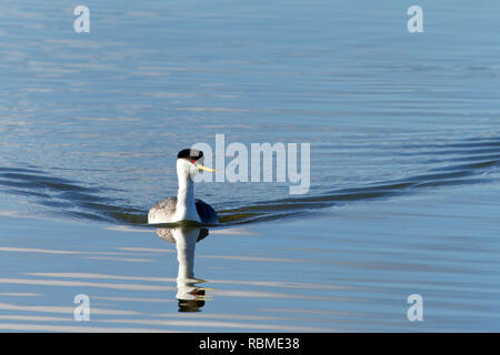 Ein Western Grebe schwimmen in einem ruhigen See. Die western grebe ist der größte Nordamerikanische Grebe. Stockfoto