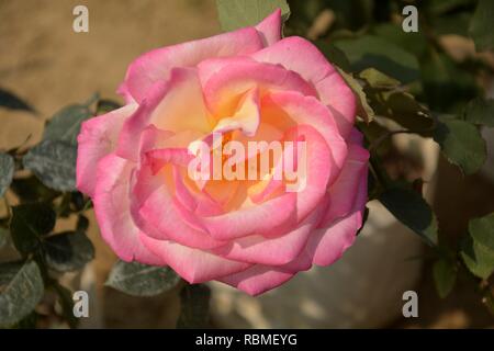 Eine einzelne rosa und weiße Farbe Double Delight Rose (rosa) Blume wächst in einem Kindergarten/im Freien, Garten mit grünen Blättern und Unschärfe backgrou Stockfoto