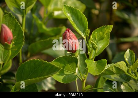 Bud einer roten Farbe china Rose (Hibiscus rosa-sinensis) auch als Chinesische Hibiscus mit jungen grünen Blätter in einem Garten mit unscharfen Hintergrund bekannt und se Stockfoto