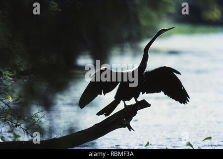 Darter Vogel sitzt auf Log, Bharatpur, Uttar Pradesh, Indien, Asien Stockfoto