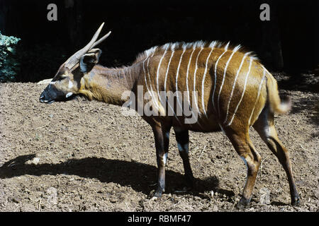 Okapi auf Land, Kenia, Afrika Stockfoto