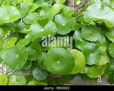 Asiatische Blätter - Grünes Blatt im Garten/schönen Kreis grünen Blätter des asiatischen Blätter kraut Centella asiatica Urban oder asiatisch Pennywort Stockfoto