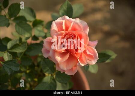 Eine einzelne rosa und weiße Farbe Double Delight Rose (rosa) Blume wächst in einem Kindergarten/im Freien, Garten mit grünen Blättern und Unschärfe Hintergrund Stockfoto