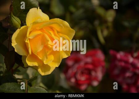 Einzelne schöne gelbe Rose (rosa) Blume in der Nähe einige grüne Blätter und Unschärfe Hintergrund in der Gärtnerei Stockfoto