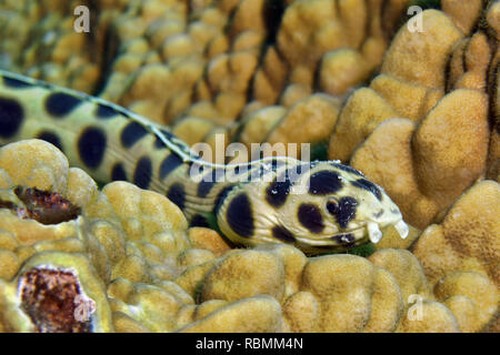 Gefleckte Schlange Aal - Myrichthys maculosus Stockfoto