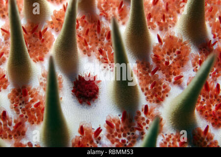 Detail der Krone von Dornen Starfish - Acanthaster planci Stockfoto