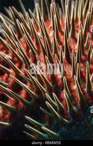 Crown-of-Dornen Starfish - Acanthaster planci Stockfoto