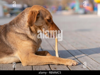 Braun streunender Hund essen Knochen in einem Bürgersteig Stockfoto