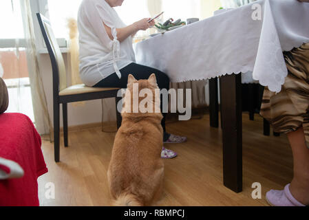 Auf Hund in der Nähe des Tisches in der Nähe warten auf das Essen Stockfoto