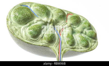 Lymphknoten Abschnitt - 3D-Rendering Stockfoto