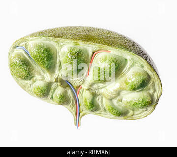 Lymphknoten Abschnitt - 3D-Rendering Stockfoto